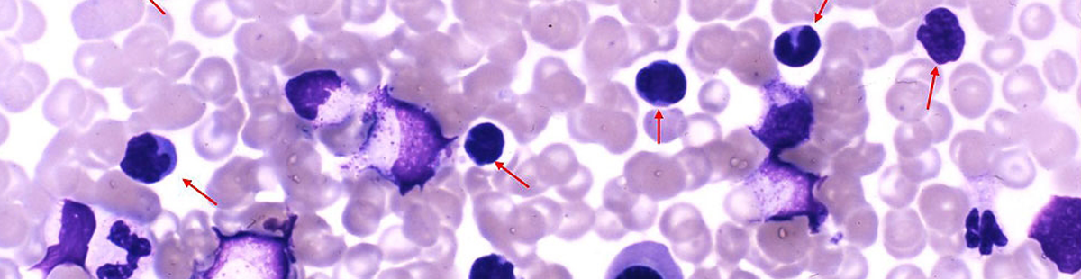 症例検討会で使用した症例